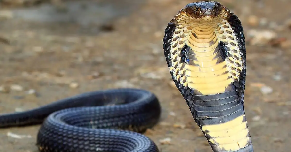 ബാത്റൂമിൽ കൂറ്റന്‍ രാജവെമ്പാല