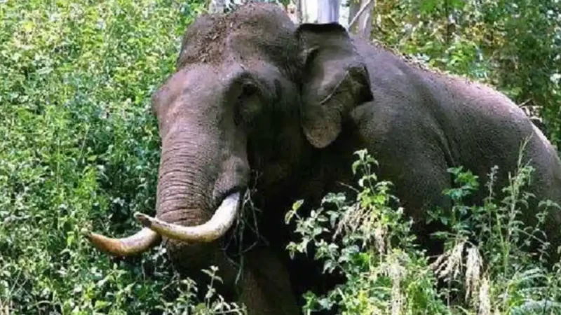 കാട്ടാന ആക്രമിച്ചു; യുവാവിന് ദാരുണാന്ത്യം