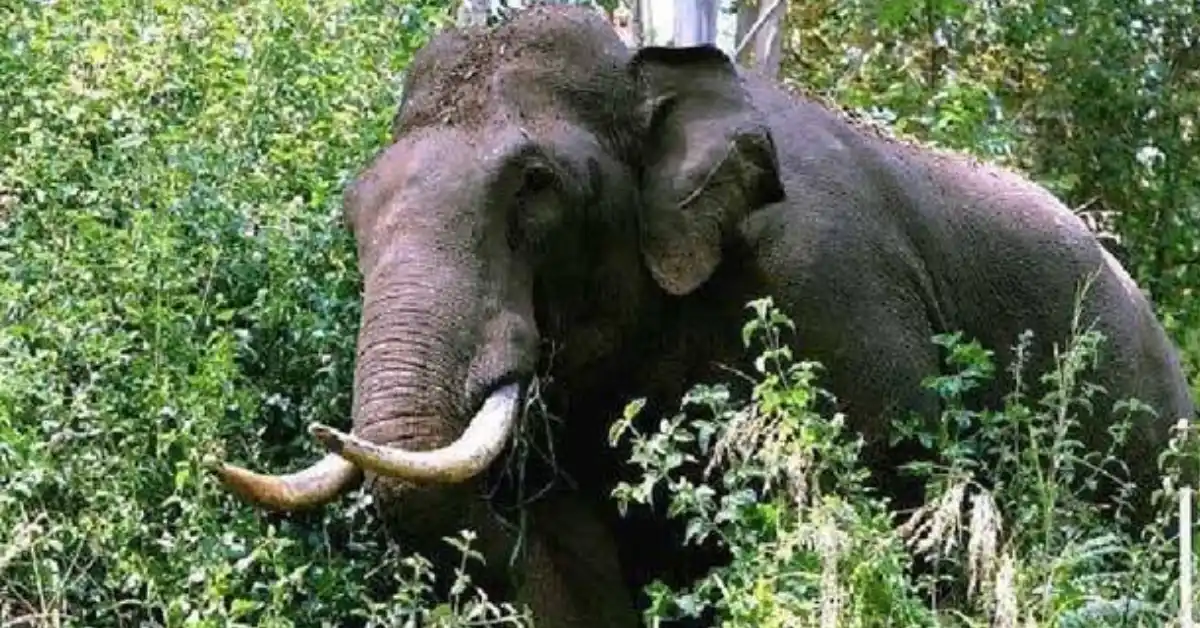 കാട്ടാന ആക്രമിച്ചു; യുവാവിന് ദാരുണാന്ത്യം