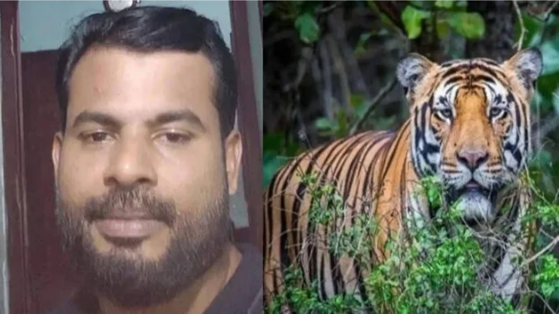 ഒന്നു നിലവിളിക്കാൻ പോലുമായില്ല; ടാപ്പിം​ഗ് തൊഴിലാളിയെ കടുവ കടിച്ചുകൊന്നു