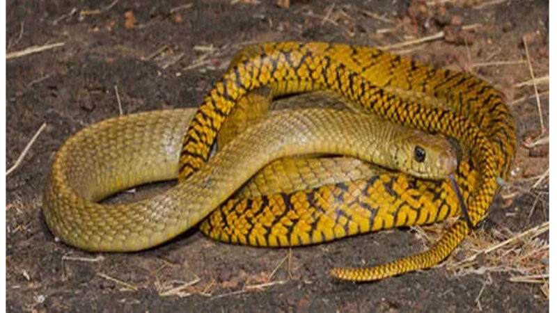 ‘ചേര’ ഇനി നിസാരക്കാരനല്ല,പദവി നല്‍കാന്‍ വനം വകുപ്പിന്റെ ശുപാര്‍ശ