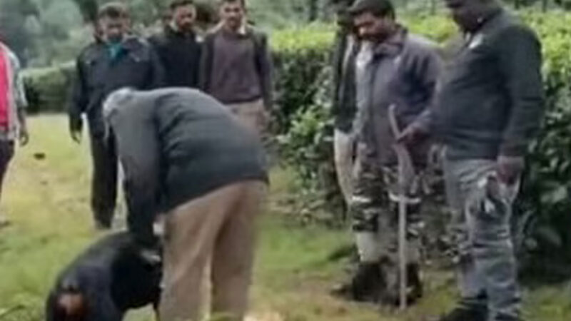 വാല്‍പ്പാറയില്‍ പുലി പിടിച്ച നാലുവയസുകാരിയുടെ മൃതദേഹം പകുതി ഭക്ഷിച്ച നിലയില്‍ കണ്ടെത്തി