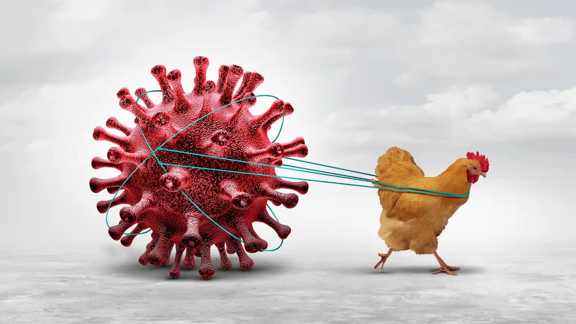 കേരളത്തിൽ കാക്കകളിലേക്കും പക്ഷിപ്പനി പടരുന്നു, സ്ഥിതി നിയന്ത്രണാതീതമായി