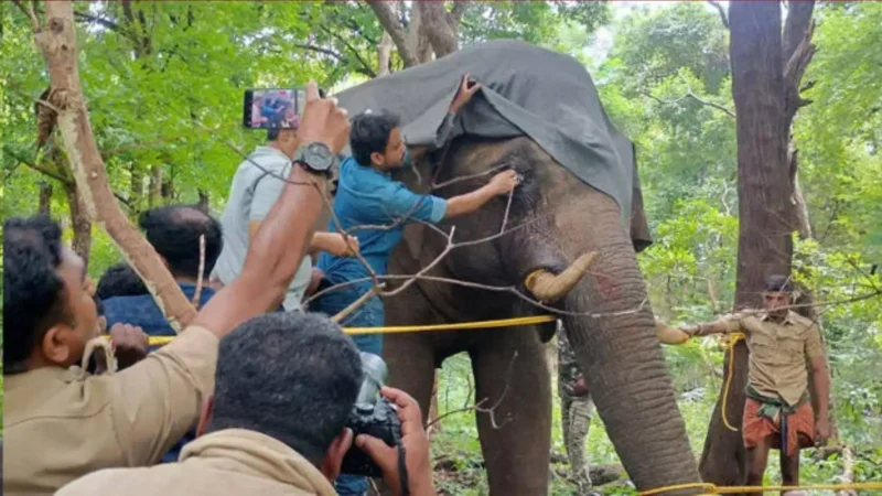 PT-5 ആനയ്ക്ക് ചികിത്സ: റേഡിയോ കോളർ ഘടിപ്പിച്ച ശേഷം കാട്ടിലേക്ക് വിട്ടു