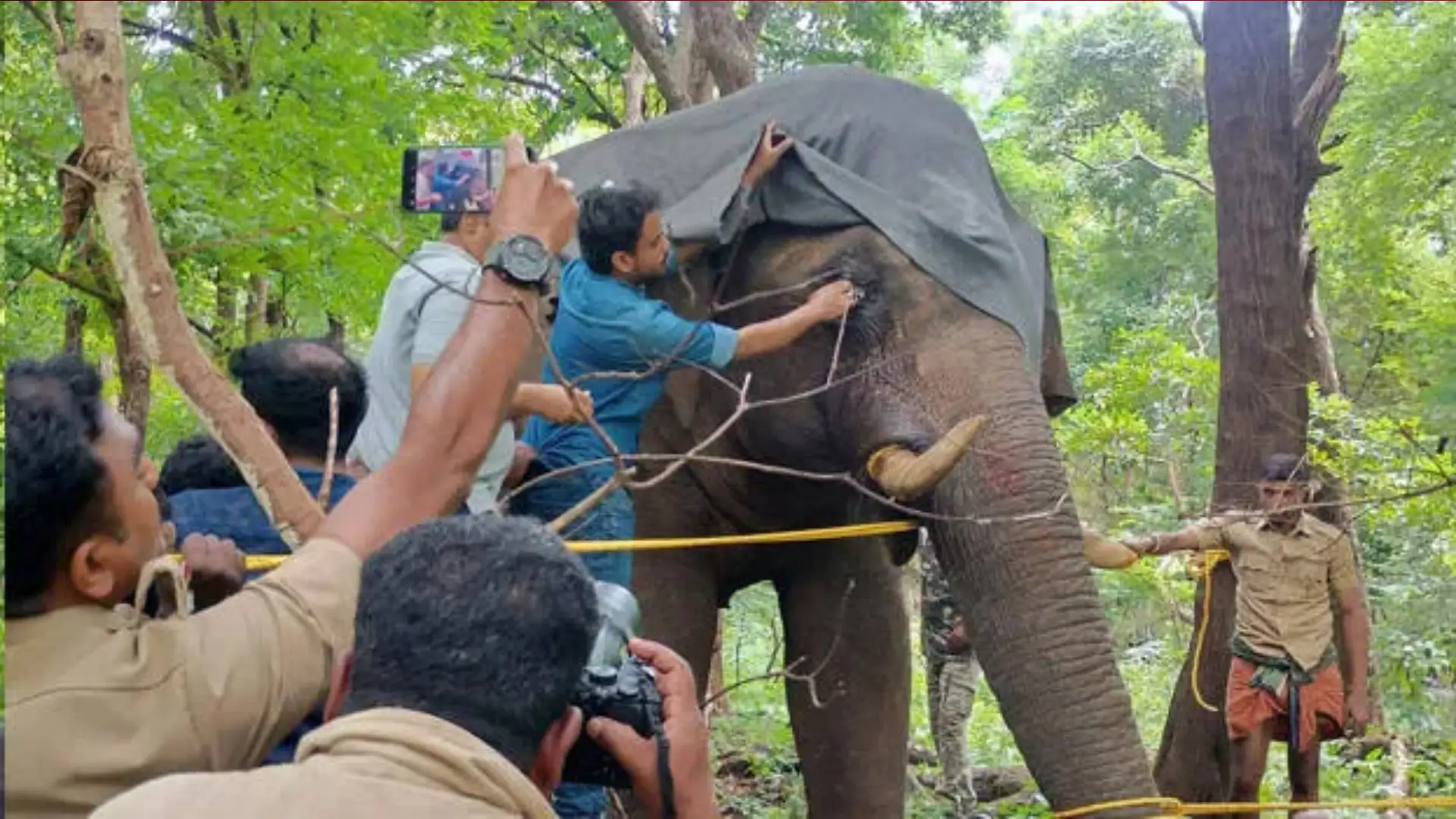 PT-5 ആനയ്ക്ക് ചികിത്സ: റേഡിയോ കോളർ ഘടിപ്പിച്ച ശേഷം കാട്ടിലേക്ക് വിട്ടു