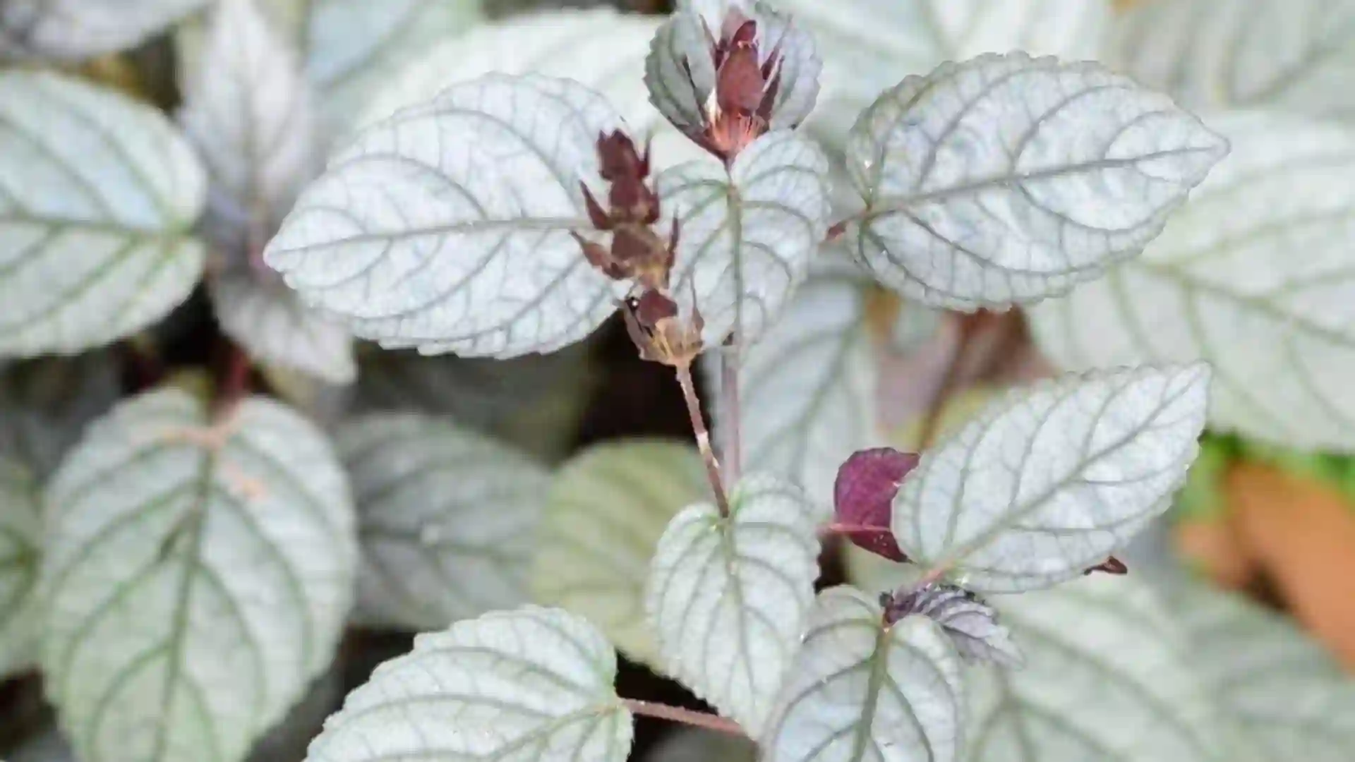 മുറിവൂടി പച്ച നിസാരക്കാരനല്ല; ഒരു മില്ലിഗ്രാമിന് ₹6,000 വരെ വില