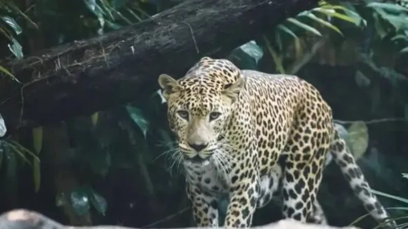 അമ്മയുടെ കൺമുന്നിൽ എട്ടുവയസ്സുകാരിയെ പുള്ളിപ്പുലി കടിച്ചു കൊന്നു