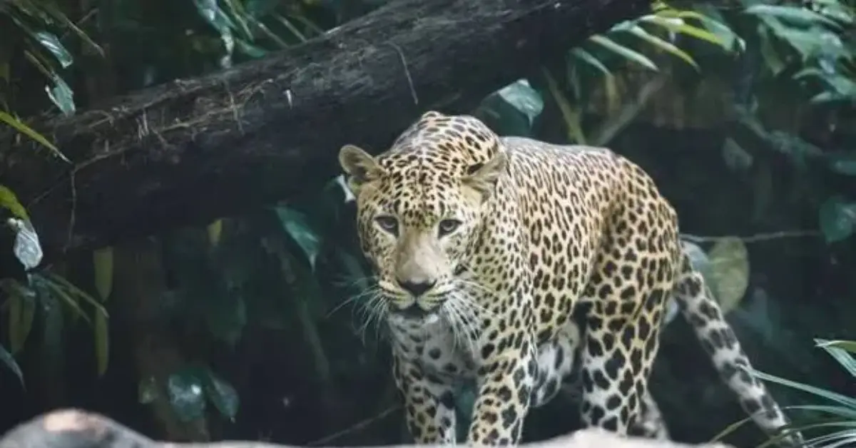 അമ്മയുടെ കൺമുന്നിൽ എട്ടുവയസ്സുകാരിയെ പുള്ളിപ്പുലി കടിച്ചു കൊന്നു